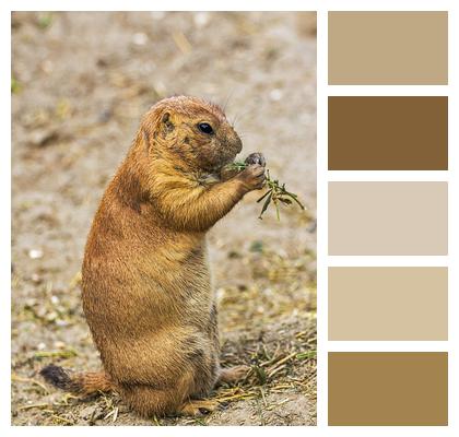 Animal Rodent Prairie Dog Image